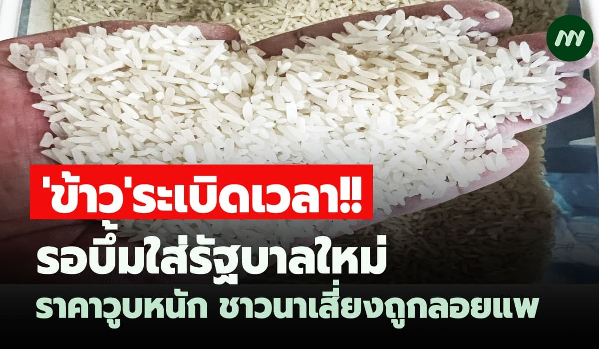 'ข้าว' ระเบิดเวลา!!รอบึ้มใส่รัฐบาลใหม่ ราคาวูบหนัก ชาวนาเสี่ยงถูกลอยแพ