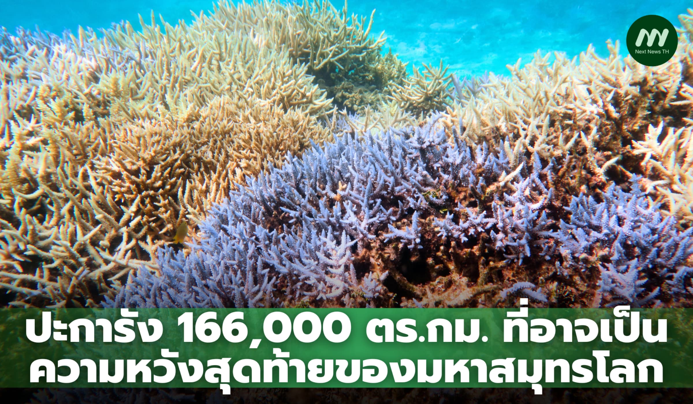 166,000 ตร.กม. ที่อาจเป็นความหวังสุดท้ายของปะการังโลก