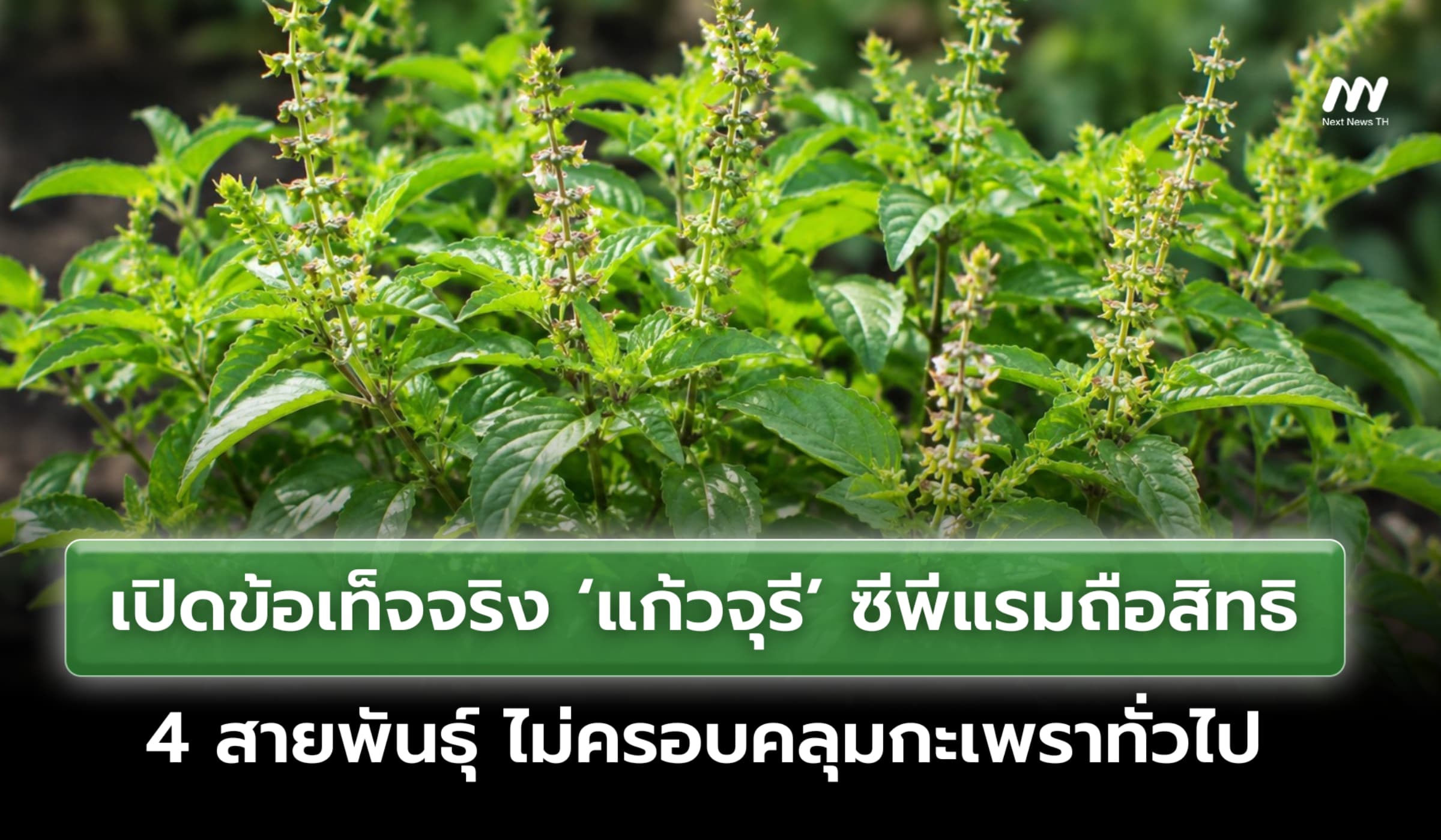 เปิดข้อเท็จจริง ‘กะเพราแก้วจุรี’ ซีพีแรมถือสิทธิ 4 สายพันธุ์