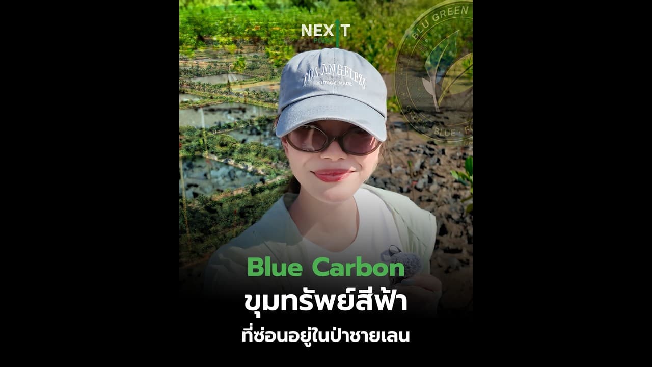 Blue Carbon ขุมทรัพย์สีฟ้าที่ซ่อนอยู่ในป่าชายเลน | Next Point