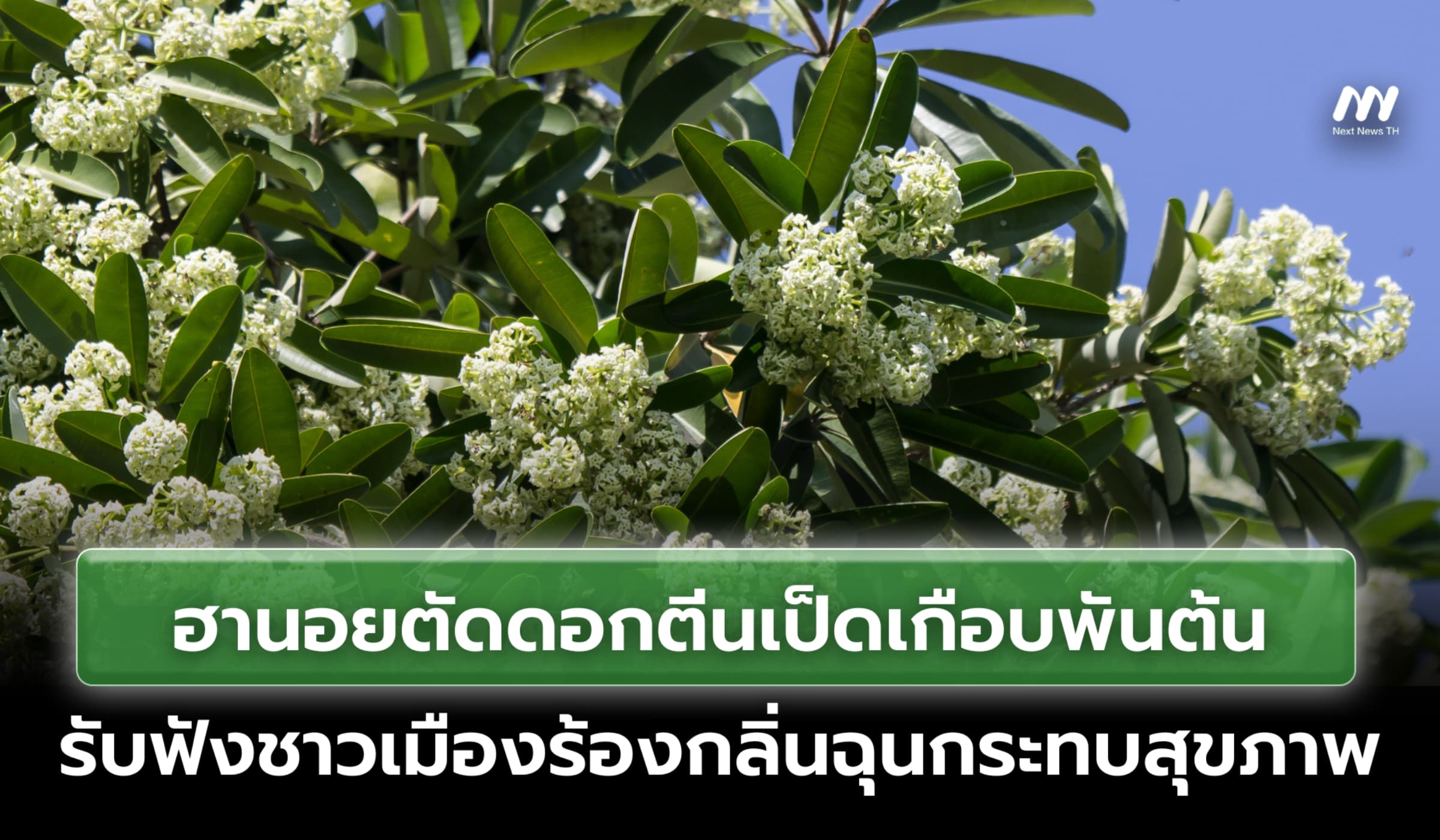 ฮานอยตัดดอกตีนเป็ดเกือบพันต้น รับฟังชาวเมืองร้องกลิ่นฉุนกระทบสุขภาพ